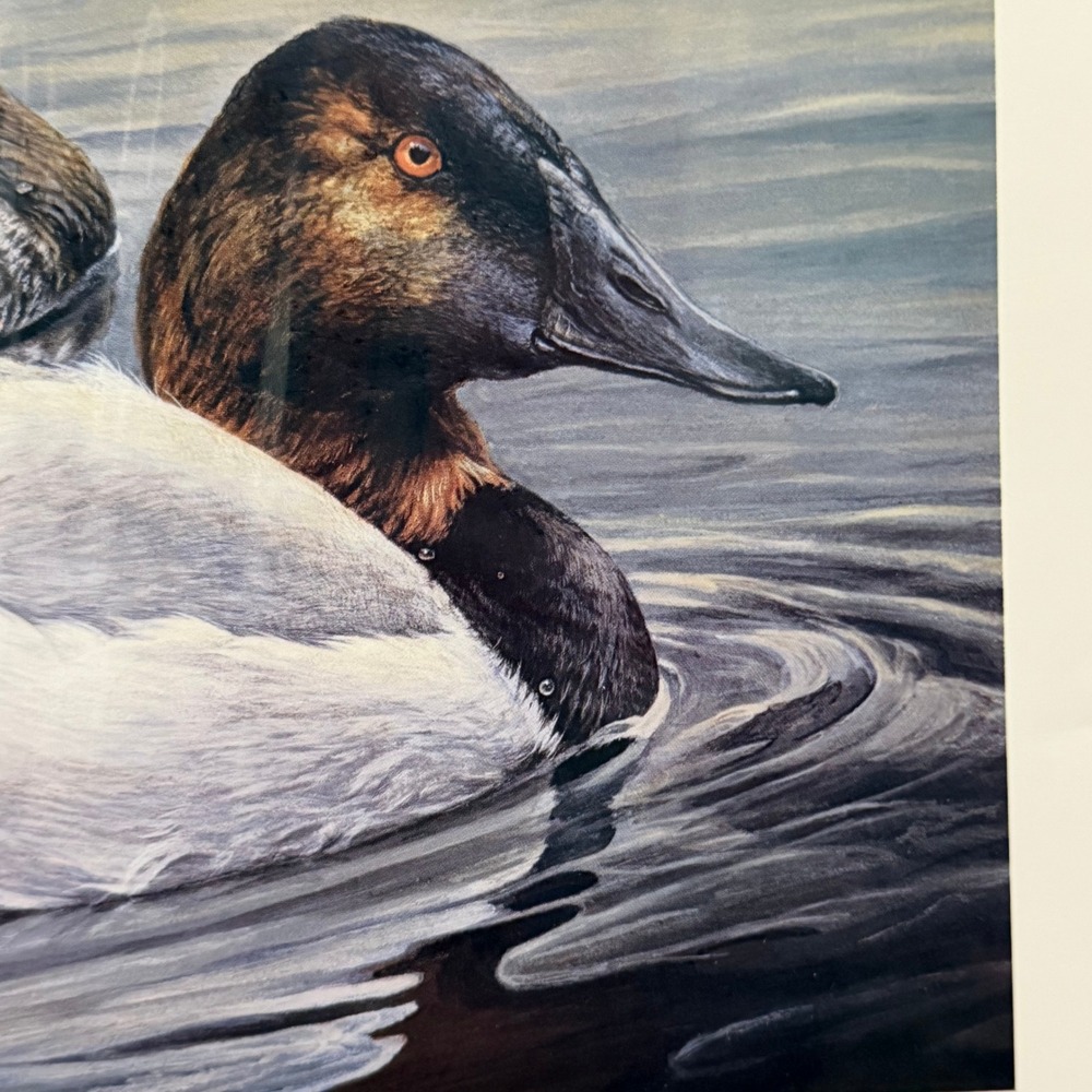 Laura Mark-Finberg Solitude Canvasbacks Print 18x14 Ducks Waterfowl - Picture 9 of 16